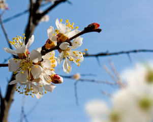 blossoming tree