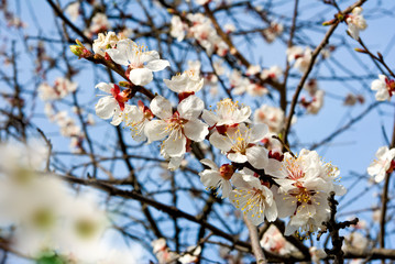  blossoming tree against the sky closeup