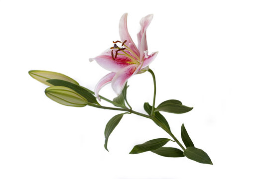 Lily photo on white background (isolated)