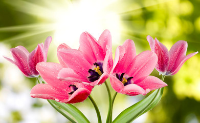 Obraz premium tulips on a green background
