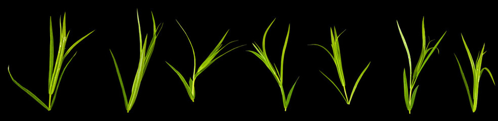  grass on a black background