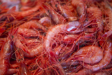 Shrimps