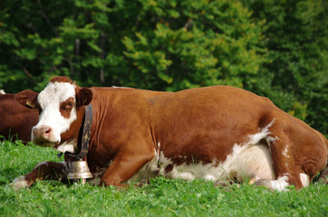 Fototapeta na wymiar animal de la ferme - portrait de vache