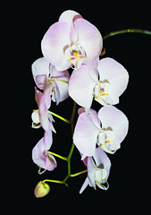 Beautiful raceme of light pink Phalaenopsis orchid flowers