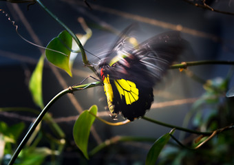 Fototapeta na wymiar Beautiful black-yellow butterfly Papilio flutters the wings.