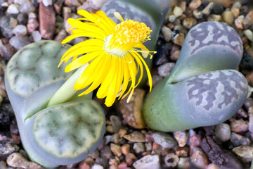 Lithops bloom