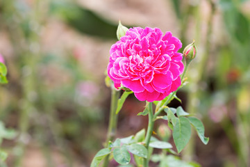 Magenta rose in botanic garden