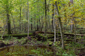 Old oak tree and water in late fall forest