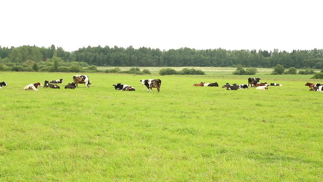 herd of cows resting in a meadow of green grass, panorama