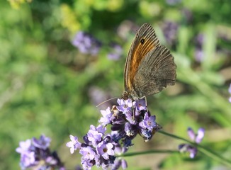 Schmetterling und Lavendel