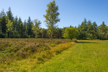 Clearing with blooming heather in a pine forest  © Naj