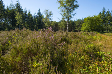 Clearing with blooming heather in a pine forest 
