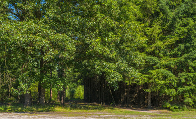 Path through a forest in sunlight in summer