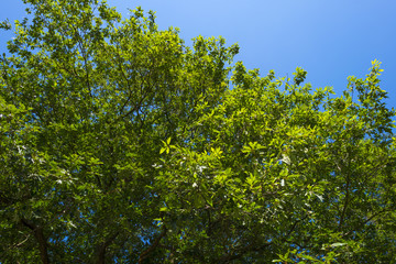 Foliage of a chestnut in sunlight in summer