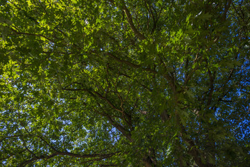 Foliage of a chestnut in sunlight in summer