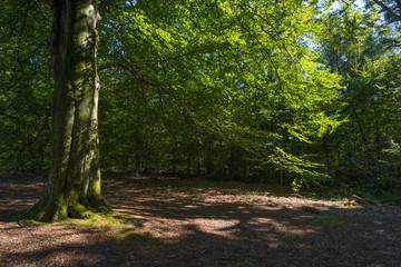 Foliage of a beech forest in sunlight in summer