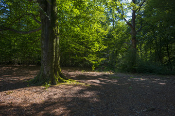 Foliage of a beech forest in sunlight in summer