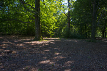 Naklejka premium Foliage of a beech forest in sunlight in summer