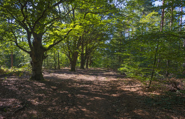 Foliage of a beech forest in sunlight in summer