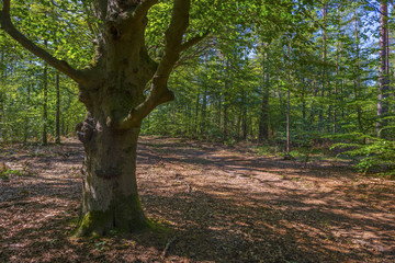 Foliage of a beech forest in sunlight in summer
