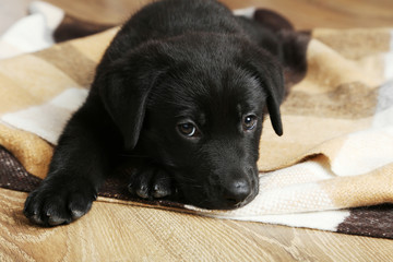 Beautiful black labrador puppy on plaid