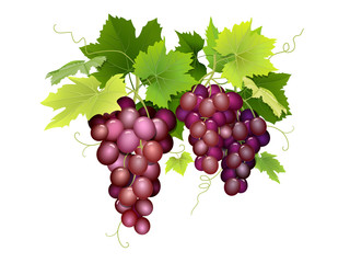 Three bunches of grapes hanging