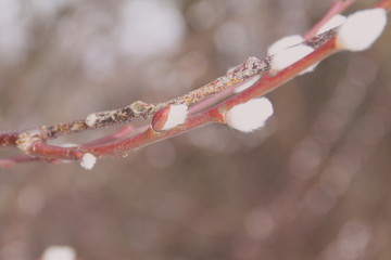 Palmzweig im Winter