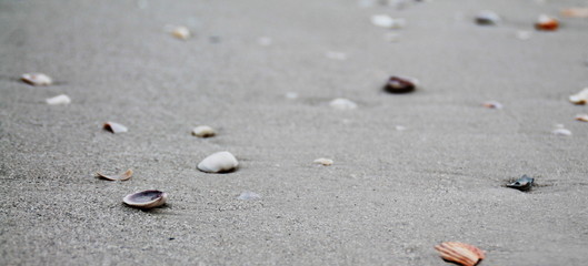 Muscheln im Sand
