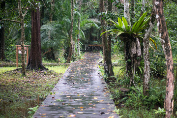 Kubah national park, Sarawak, Borneo, Malaysia