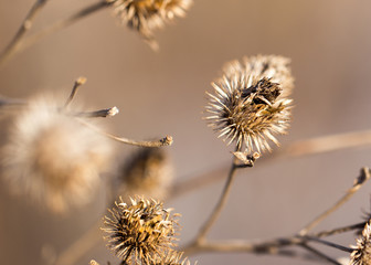 Obraz premium dry branch of flowers. close-up