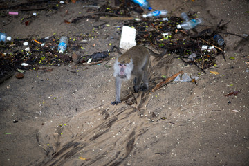 Macaque, Borneo, Malaysia