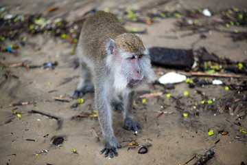 Macaque, Borneo, Malaysia