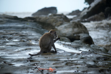 Macaque, Borneo, Malaysia