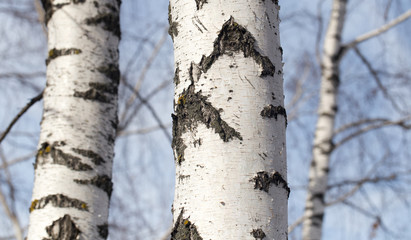 birch trunk in nature