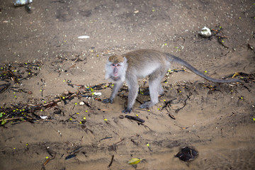 Macaque, Borneo, Malaysia