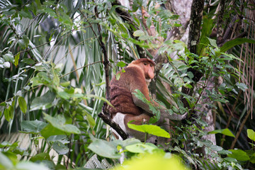 A highly Endangered Proboscis Monkey (Nasalis larvatus) sitting in a tree & looking very pensive in the wild jungles of Borneo.