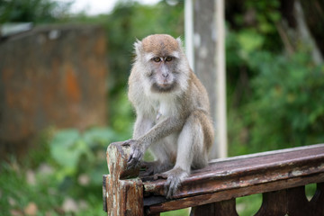 Macaque, Borneo, Malaysia