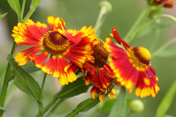 Yellow- orange Helianthus flowers in the garden