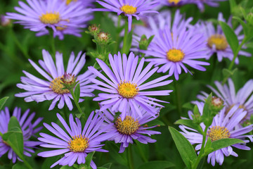 Blue Aster flowers