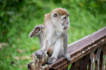 Macaque, Borneo, Malaysia