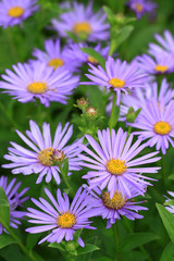 Aster Kalimeris incisa 'Blue Star'