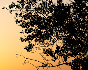 tree branch on a background of dawn