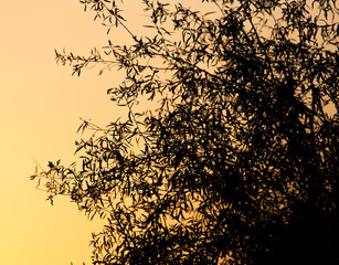 tree branch on a background of dawn