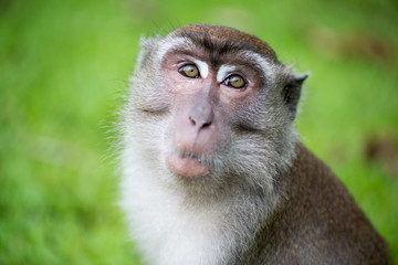 Macaque, Borneo, Malaysia