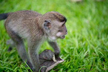 Macaque, Borneo, Malaysia