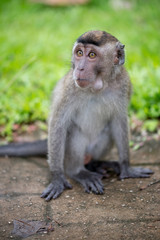 Macaque, Borneo, Malaysia