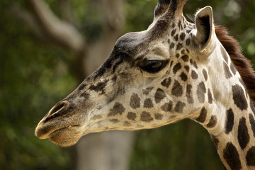 close up of regal giraffe.