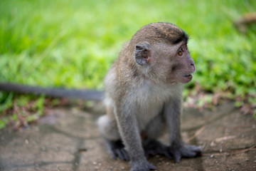 Macaque, Borneo, Malaysia