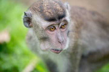 Obraz premium Macaque, Borneo, Malaysia