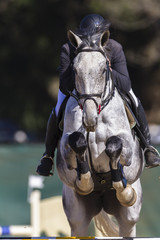 Horse rider equestrian show jumping action 